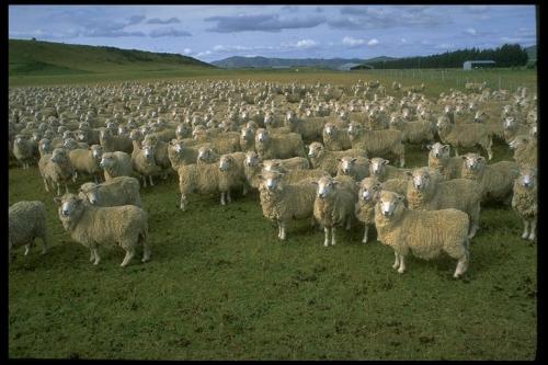 do sheep deserve protection