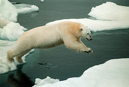 With ice levels back the polar bear appears safe.